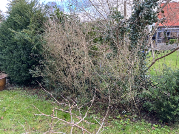 12 m hæk, fjern den gamle og plant nye taksplanter