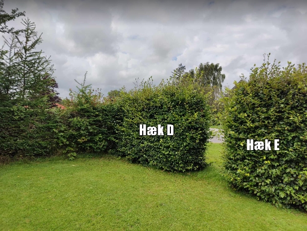 Klipning af hæk og køre afklip væk