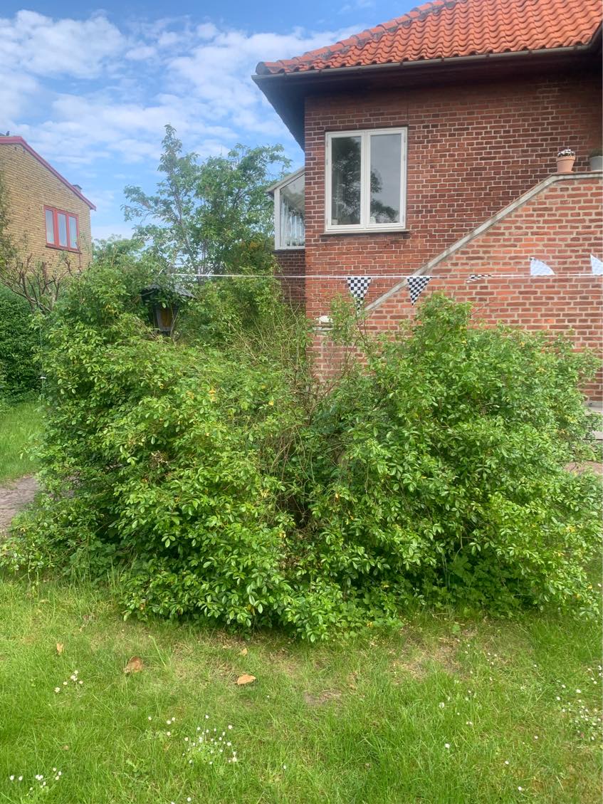 Hækklipning og beskæring