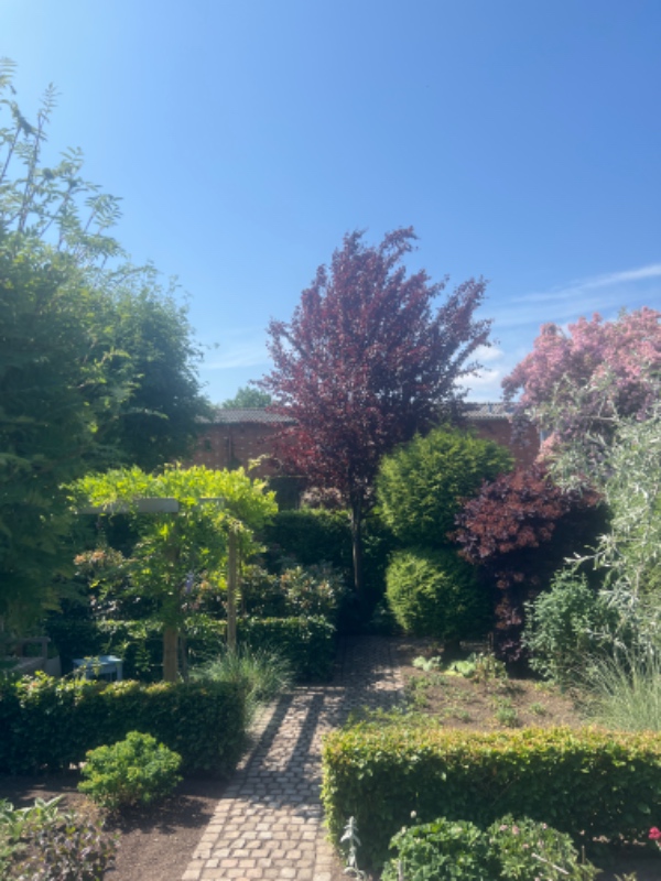 Beskæring af 3 mindre træer