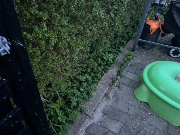 Ordnet have, ukrudt fjernes