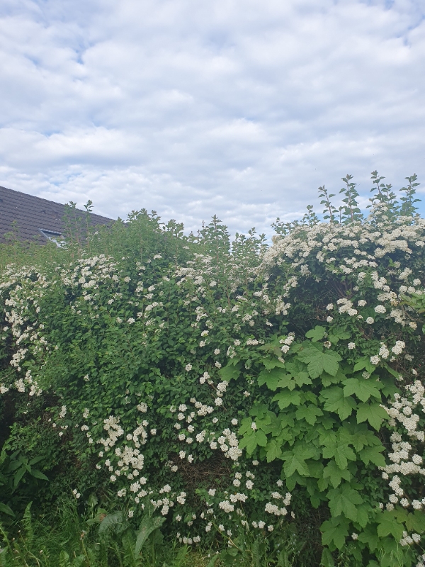 Hækklipning med oprydning