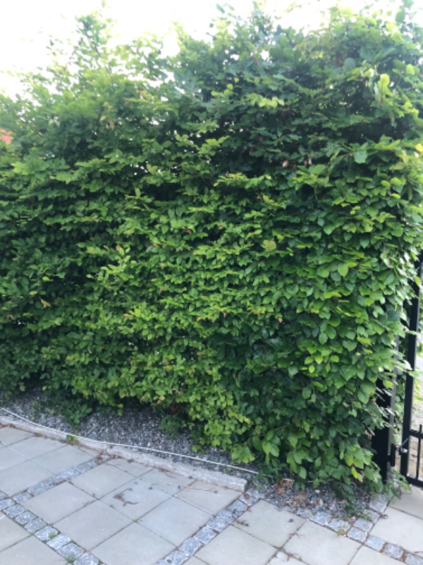 Hækklipning og bortskaffelse