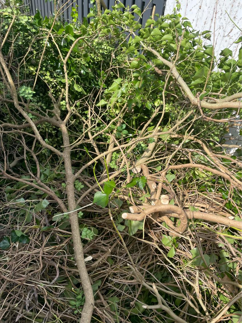 Haveaffald til genbrugspladsen