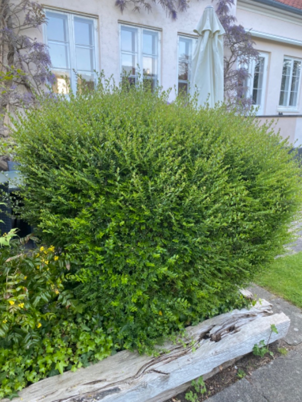 Hække- og buskbeskæring
