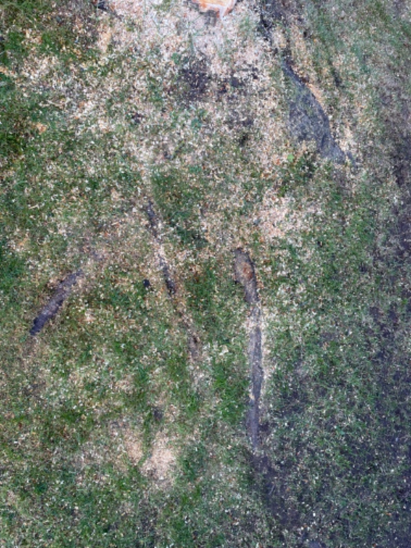 Rodfræsning af 3 stubbe