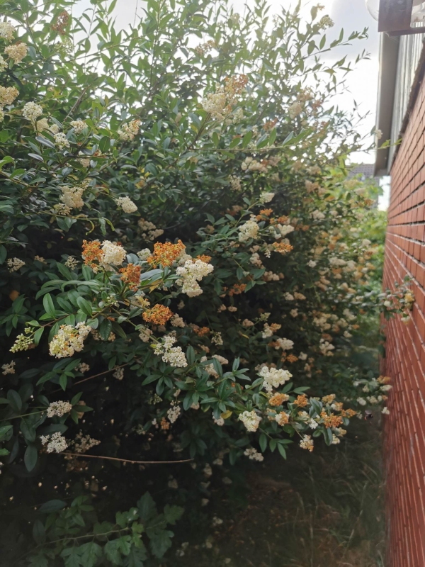 et frimærke af en lille have trænger virkelig