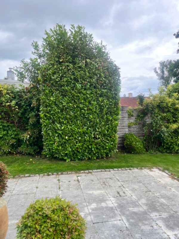 Beskæring af buske i toppen