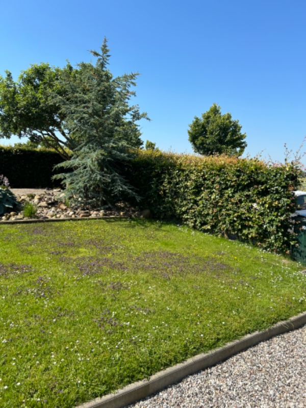 Hækklipning og fjernelse af afklip