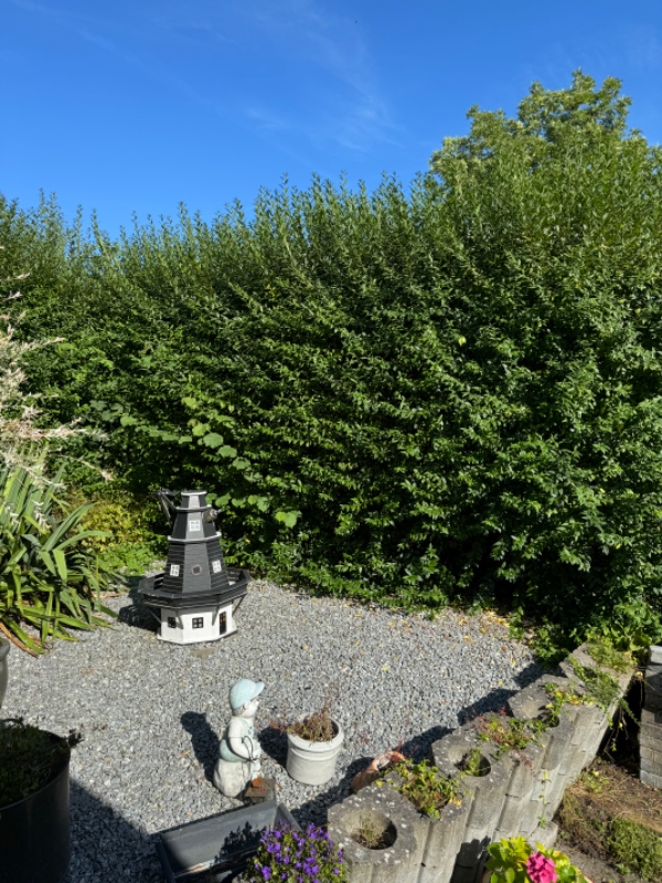 Klipning af 15 m kraftig hæk