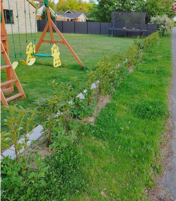 lugning/Fjernelse af ukrudt ved hæk 