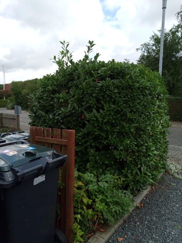 beskæring af 4 kirsebær lauerbærbuske