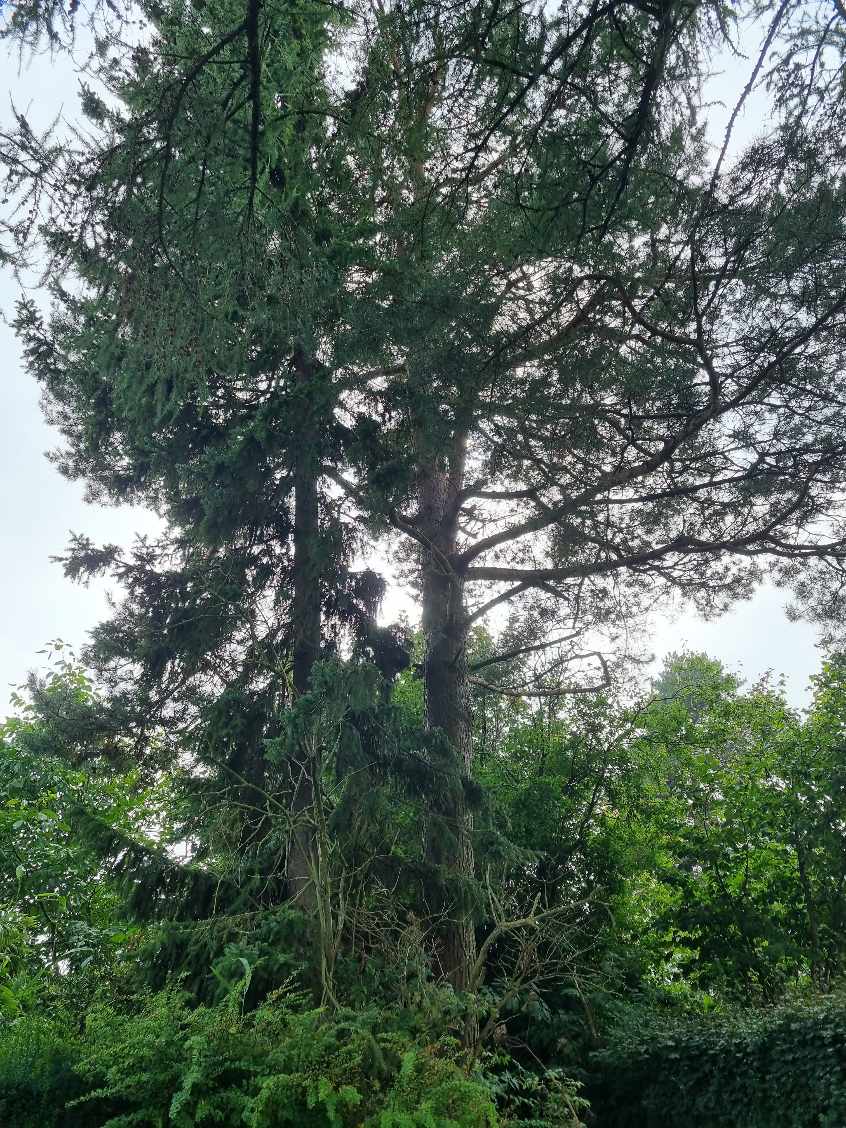 Hjælp til min have jeg skal have fældet 6 træer i min forhave og baghave