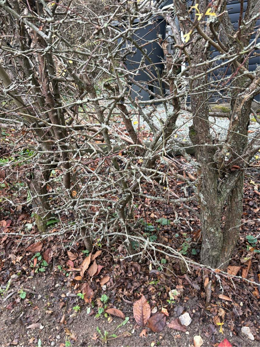 Klippe hæk (cirka 50 meter) og fjerne ukrudt på 2 stier omkring kilonihavehus