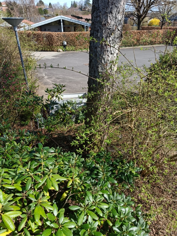 15 meter højt grantræ fældes-rodfræses og bortkøres.