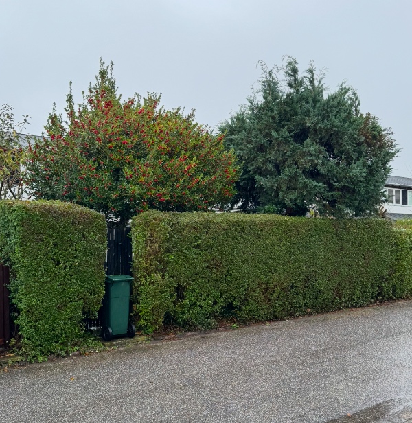 Trimning af 2 træer