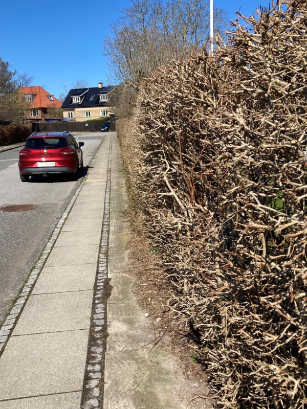 beskæring af træer