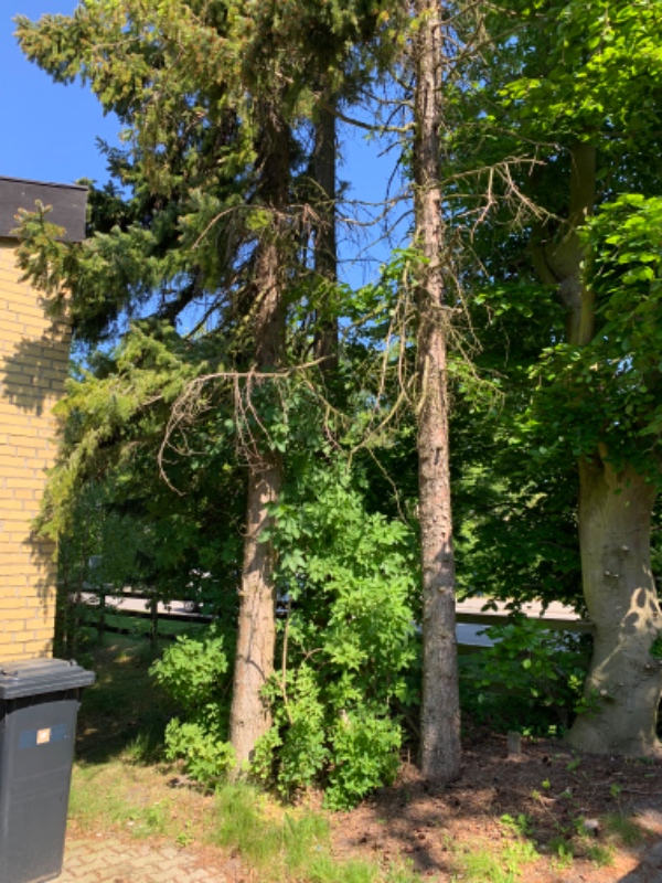 Fældning af grantræer