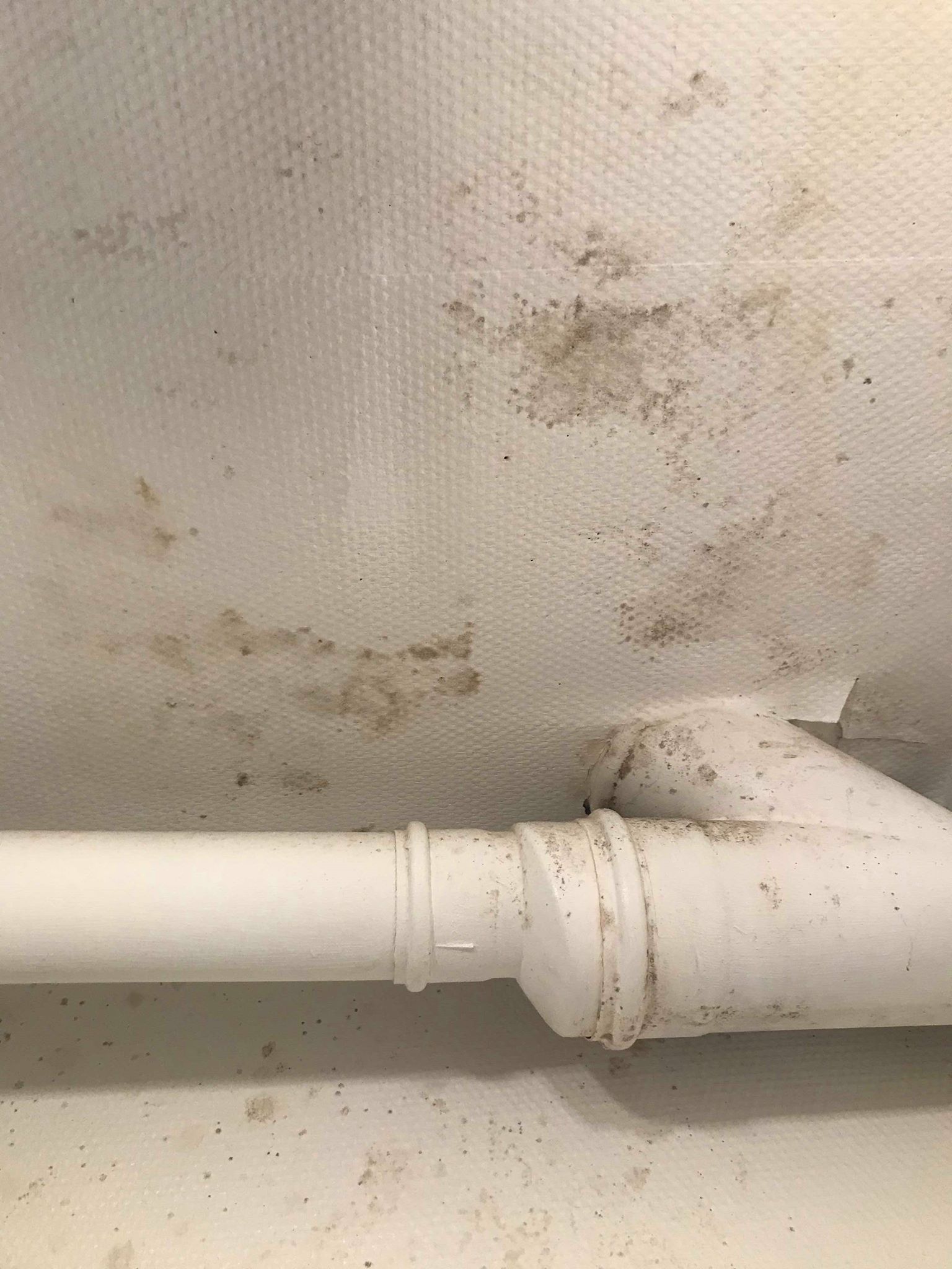 Sanering af skimmelsvamp på badeværelse