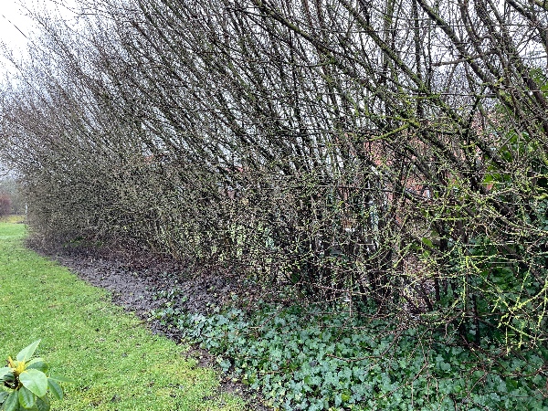 Beskæring af kirsebærkornel - fra 5m ned til 50-60 cm