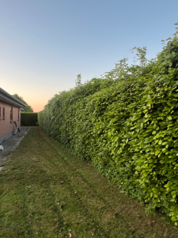 Klipning af bøgehæk
