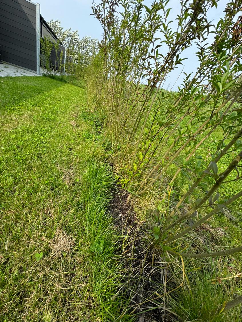 Jeg søger en som kan fjerne ukrudt imelllem hækken hækken er 10 meter fra ende til ende  Det er i Ikast hvem kan hjælpe ? HURTIGST MULIGT !