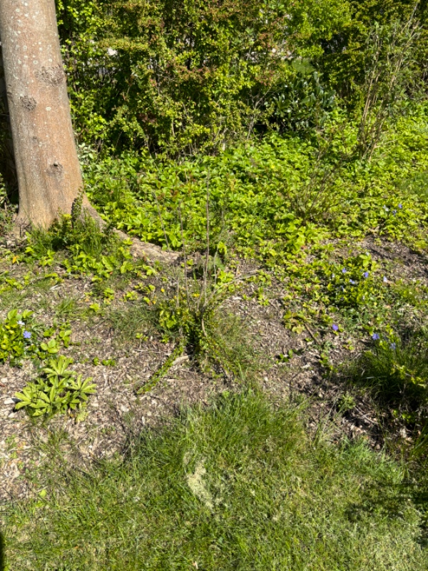 Lugning og havearbejde