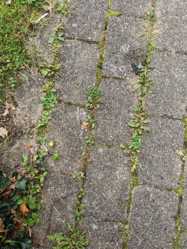 Fjernet ukrudt og kørt haveaffald væk