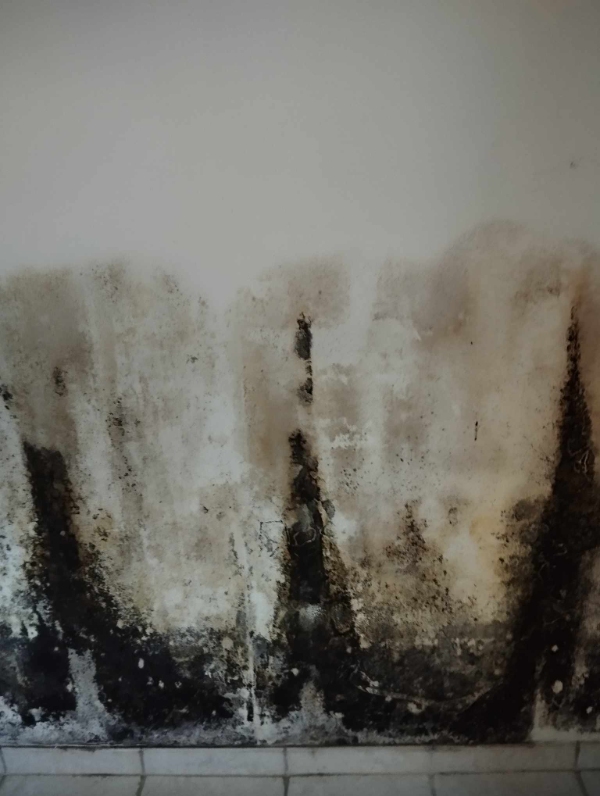 Nedvaskning af skimmelsvamp i villakælder