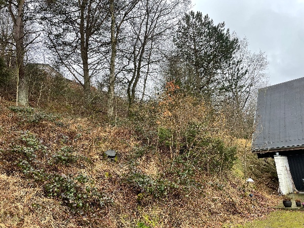 Fældning af 8 træer på skråning (træer er ca 10 m høje)