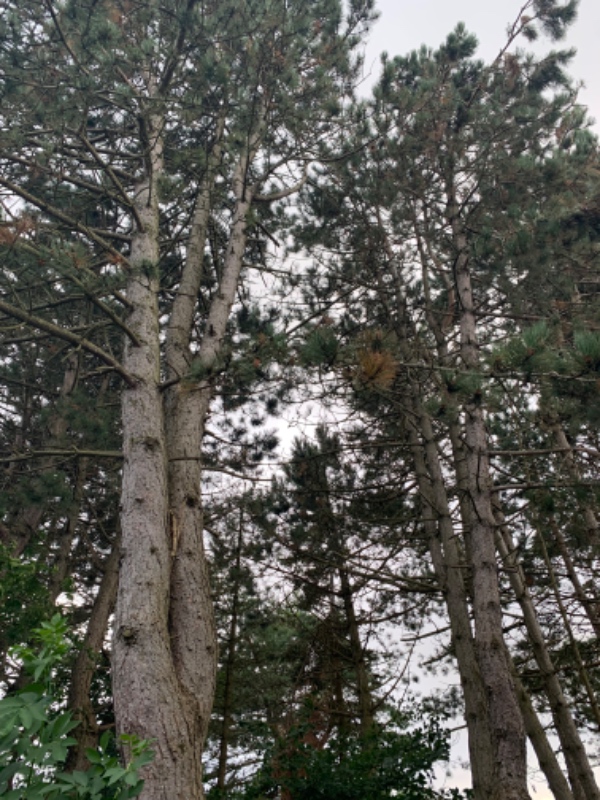 Fældning og oprydning af 3 træer ca. 8-10 meter høje. Stubbe kan efterlades. Bygninger i nærheden (ca 20meters afstand) Nem adgang