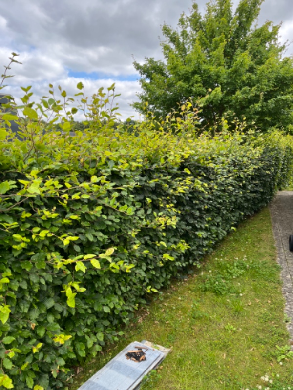 Græs slåning og klippe hæk