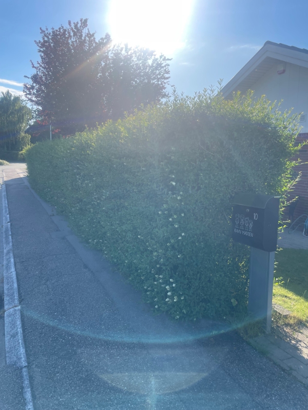 Klipning af ligusterhæk