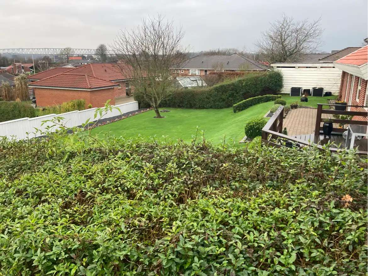 Kraftig beskæring af hæk og træer