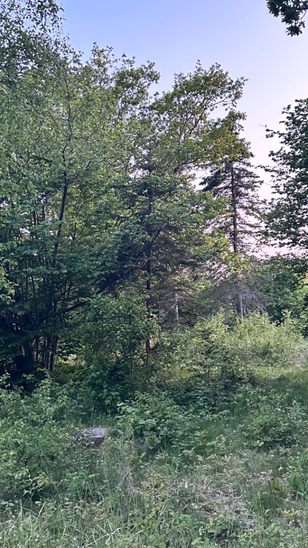 Fældning af 6 træer samt kløvning