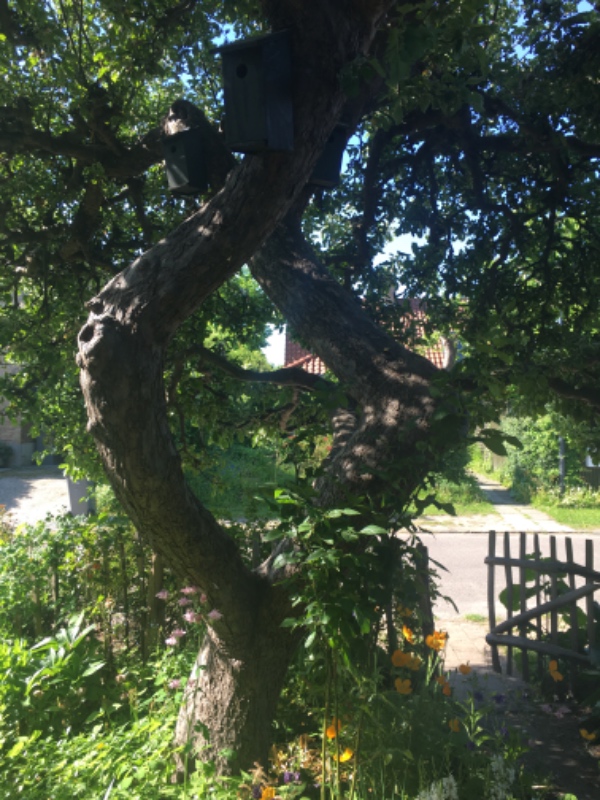 Beskæring af æbletræ