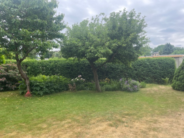 3 stk laurbær + 30 m buskbom hæk skal klippes