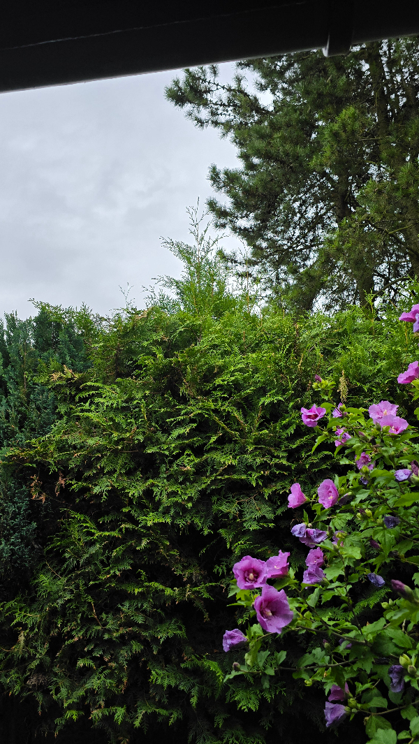 Klipning af top af hække