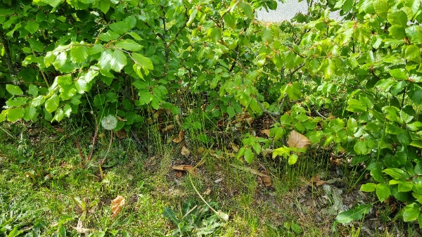 Ukrudt fjernes under 80lbm bøgehæk (lav hæk)