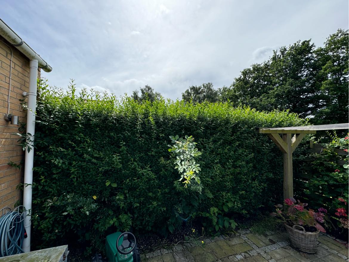 Klipning af hæk samt bortkørsel