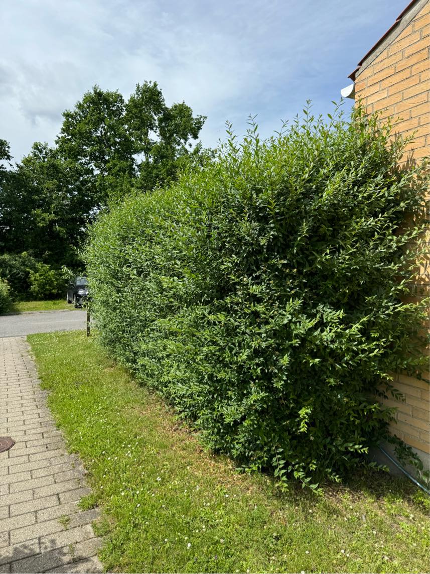 Klipning af hæk samt bortkørsel