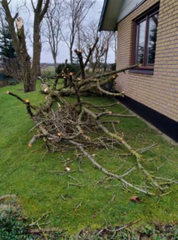 Beskæring/skovning af væltede træer