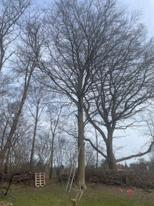 Træfældning og rodfræsning