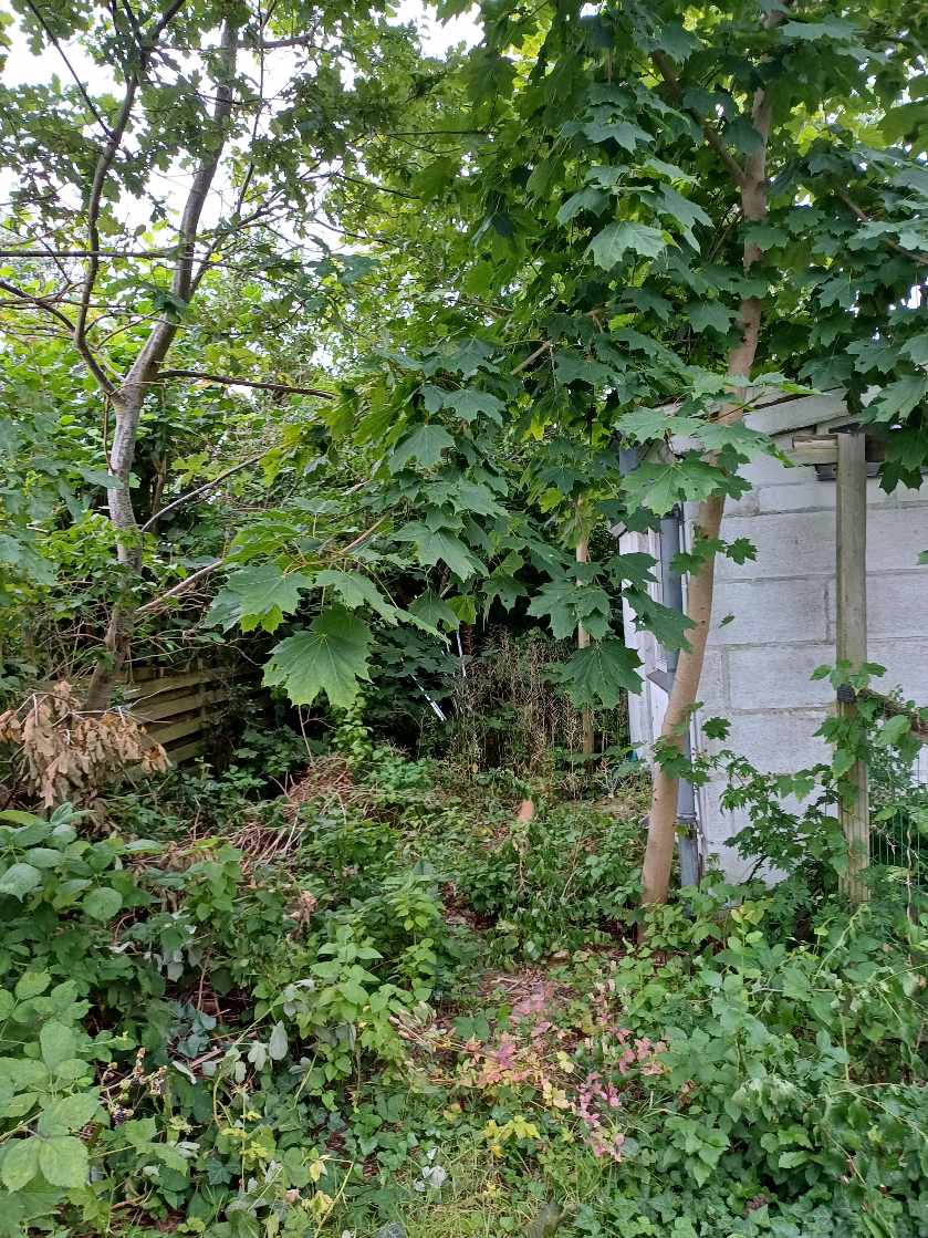 Haveaarbejde. Fældning af træer, rydning af buske mm et areal på 100m2. Bortkørsel af træer, buske.