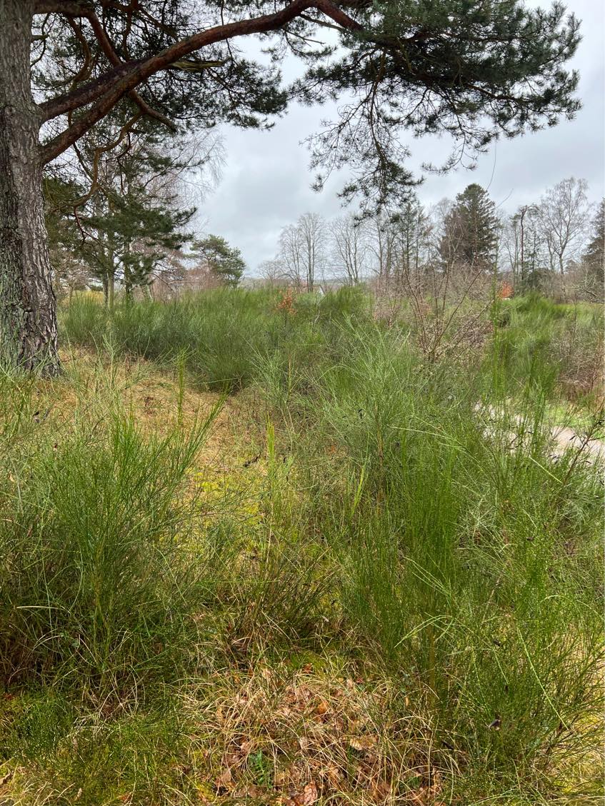 Optrækning af træer og buske