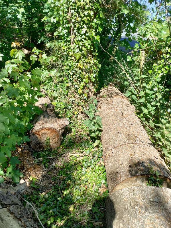 Kløve en masse brænde med en elektrisk brændekløver. Der er 11 træer. Se evt. Billeder