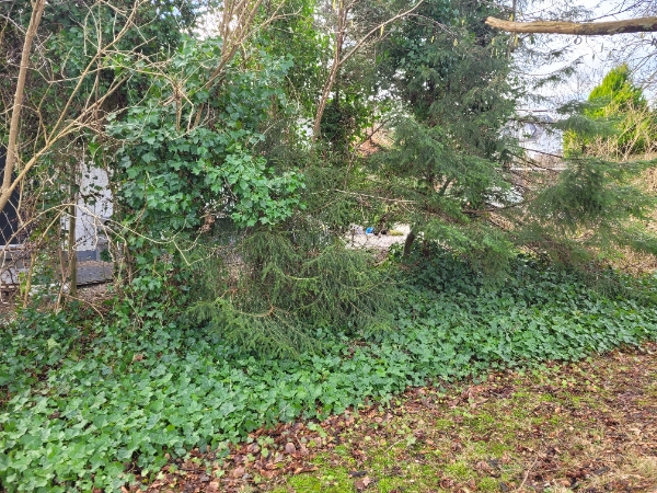Tree clearing