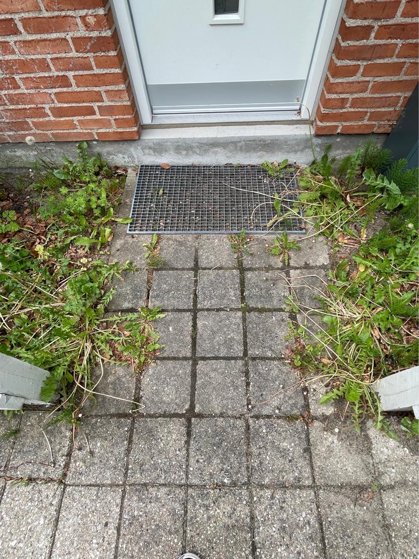 Hjælp til min jungle have