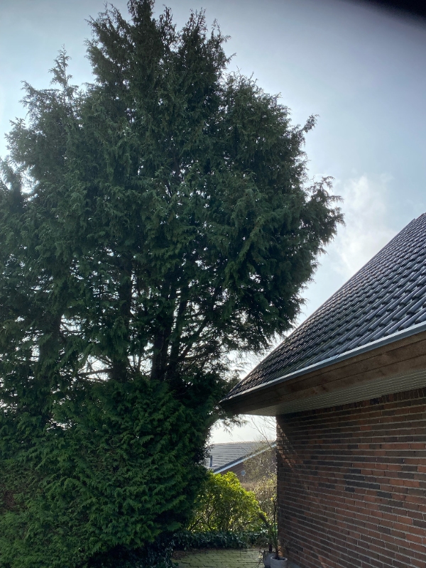 Beskæring af træer