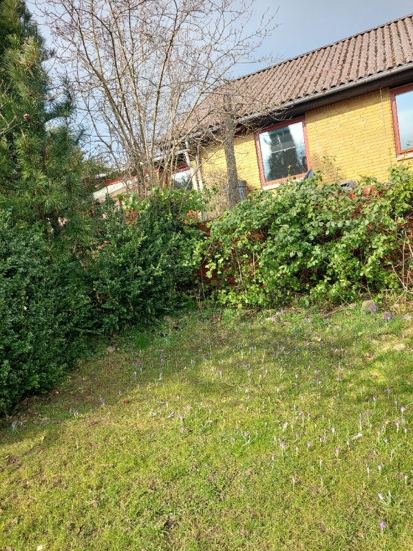 Beskæring af buske og planter